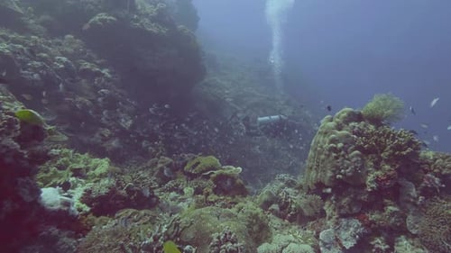 Scuba Diver Diving in Blue Sea Among Fish and Coral Reef. Underwater Nature