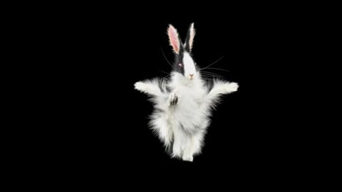 Hase: Tanzen HD