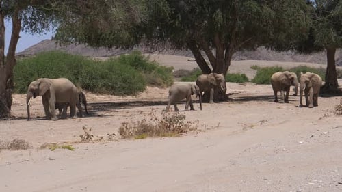 Elefantenherde auf dem trockenen Hoanib-Flussbett