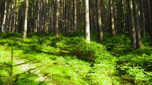 Green Spring Forest Sunny Magical Powerful Trees in the Morning Time The Sun's Rays Pass Through the