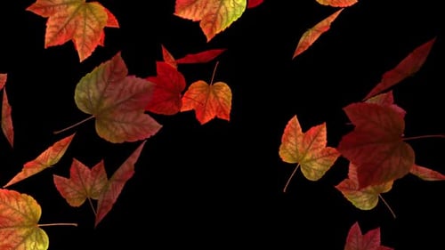 Realistic Autumn Leaves Falling Overlay Animation