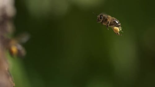 700234 European Honey Bee, apis mellifera, Adult flying with note full pollen baskets, Slow motion