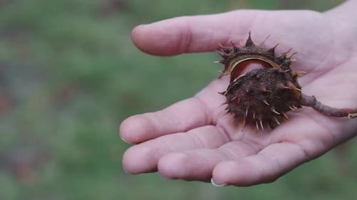 Hand Holds Conker Seed with Open Shell