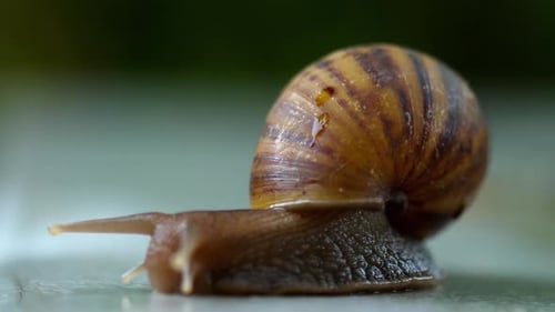 Garden Snail Crawling, Macro