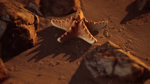Starfish on Sandy Beach at Sunset