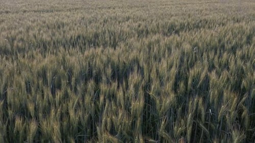 Golden common wheat Triticum aestivum slow motion footage