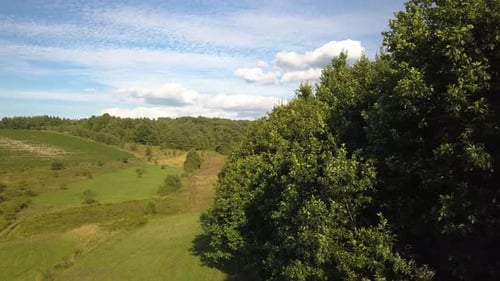 Top down aerial view of green summer forest with many fresh trees.