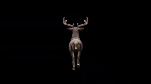 Brown Stag Fast Walk View From Back