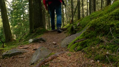 Tourist Guy with a Backpack Walks Along a Trail in a Beautiful Forest