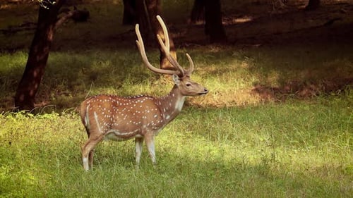 Chital oder Cheetal, auch bekannt als Spotted Deer, Chital Deer und Axis Deer