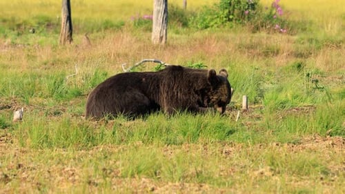 Brown Bear Walking in a Rural Green Field