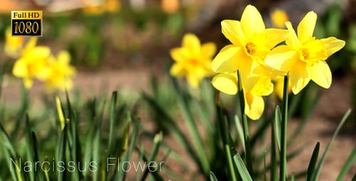 Narcissus Flower 3