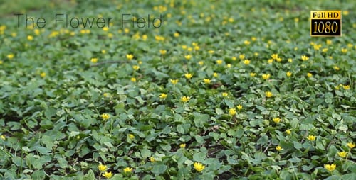 The Flower Field 3