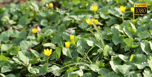 The Flower Field 5