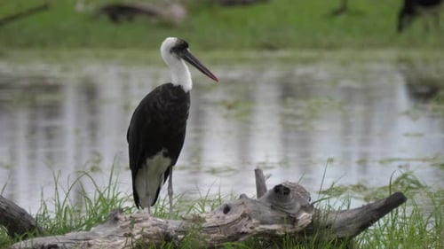 Wollhalsstorch um einen Teich im Moremi Game Reserve in Botswana
