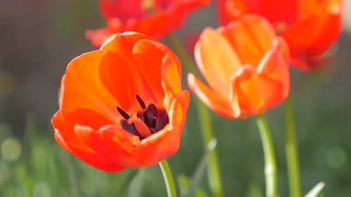 Red tulip plants in the garden natural 4K 2160p UltraHD slow pan footage - Red tulipa flower slow mo