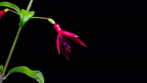 Beautiful pink and purple fuchsia flowers
