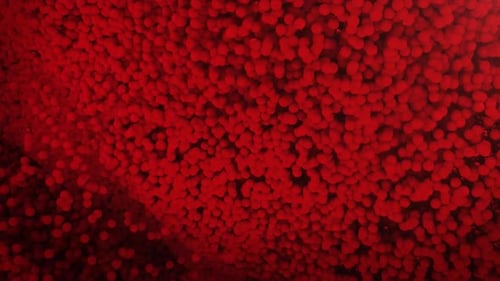 Abstract Red Particle Reveal Animation