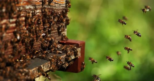 European Honey Bee, apis mellifera, Bees Going To The Hive, Insects in Flight, Return Of Boot,