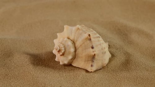 Seite der üblichen Meeresmuschel auf Sand, Rotation, Nahaufnahme