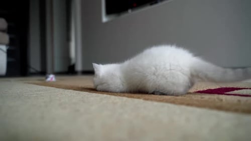 Fluffy White Kitten Lies on Carpet Indoors