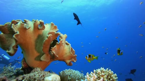 Marine Life Clownfish