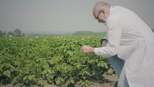 Scientist Examining Green Crops in Rural Field