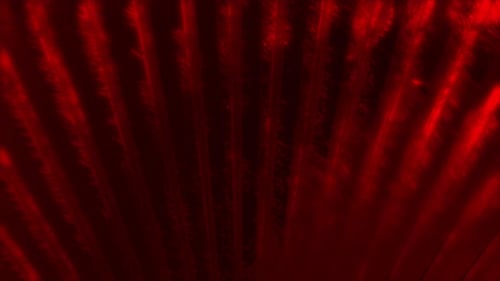 Dynamic Red Abstract Light Streaks Background Animation