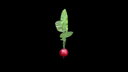 3D radish spins on a black background