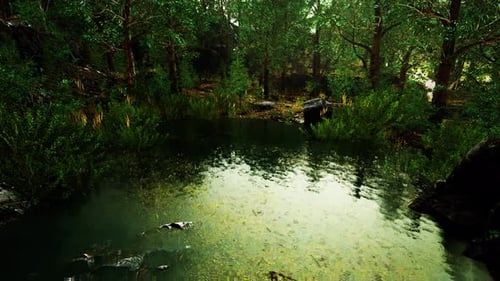 Summer Forest Landscape with Green Deciduous Trees on the Bank of the Small Pond