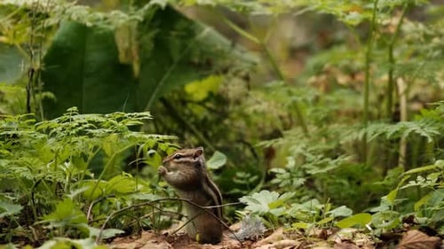 Nahaufnahme eines kleinen neugierigen Chipmunks, der ein Blumenblatt isst, das auf seinen Hinterbeinen steht und sich festhält