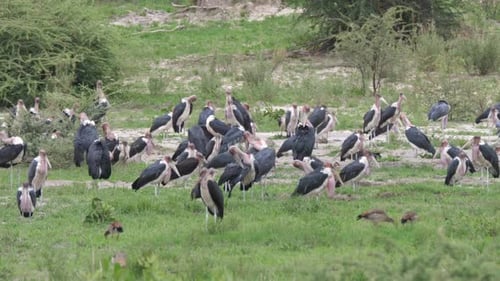 Big group of Marabou storks