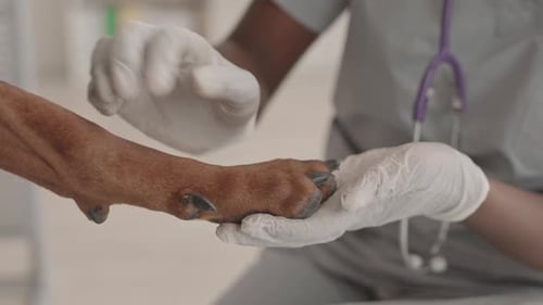 Vet Examining Dog Paw with White Gloves