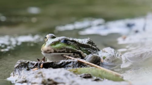 Grüner Frosch sitzt am Ufer Am Fluss Extreme Nahaufnahme Porträt der Kröte