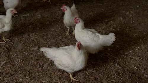 Chickens Gather in Rural Barnyard Setting