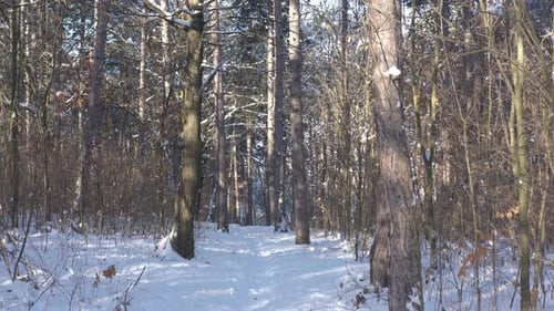 Backward flight in the forest by winter 4K drone video