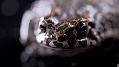 European Green Toad Close Up on Dark Background