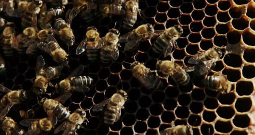Nahaufnahme eines mit Bienen bedeckten Honigbienenrahmens