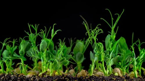 Timelapse of Pea Plants Sprouting from Soil