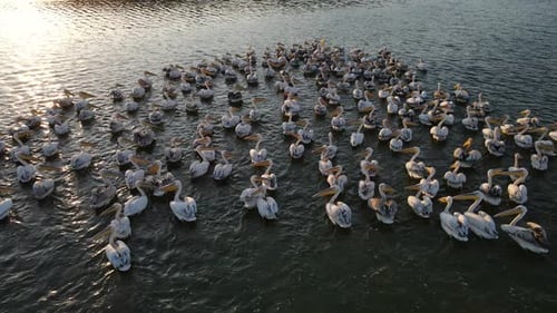 Great White Pelican