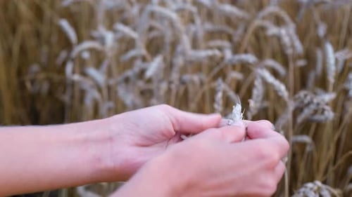 Inspecting Grains of Wheat in Golden Field