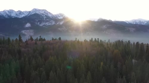 Landscape with Pinewood Forest and Mountains