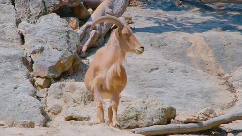 Rocky Mountain Goat Standing on a Cliff