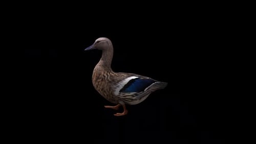 Female Duck Walk View Side