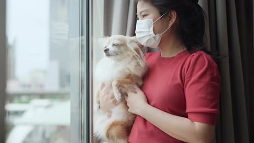 home isolation asian female wearing protective face mask hold little brown chihuahua