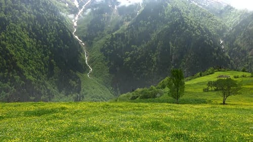 Wunderschöne verschneite Berggipfel auf der Wiese mit gelben Blumen