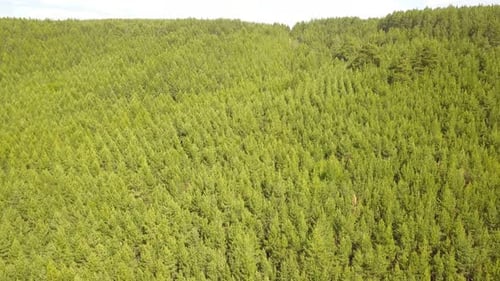 Green Forest Hill