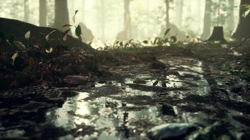 Small Creek Runs Through a Wide Valley Full of Fallen Leaves