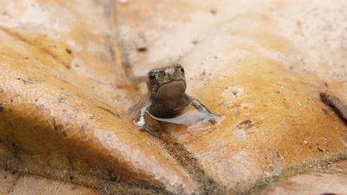 Wildfrosch in seinem natürlichen feuchten Lebensraum