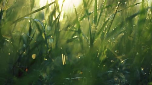 Dew Drops on Green Grass at Sunrise